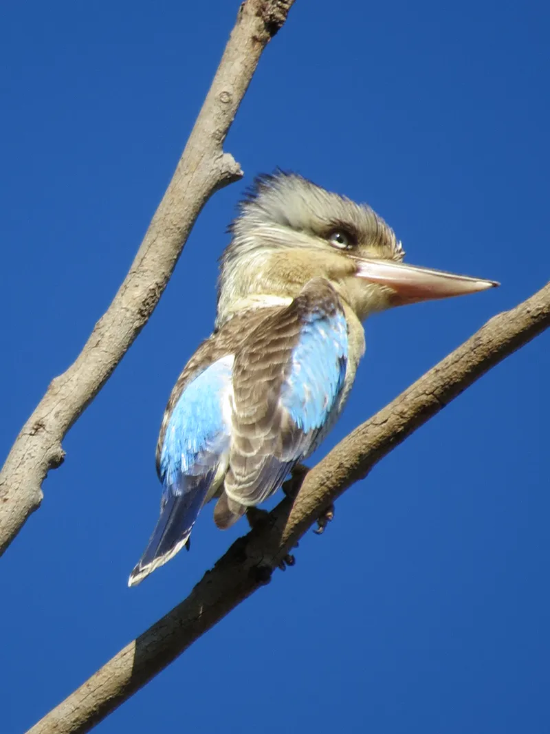 Kookaburra